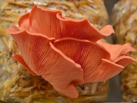 Nấm sò hồng chịu nhiệt: Giải pháp vàng phá vỡ tính mùa vụ trong canh tác nấm