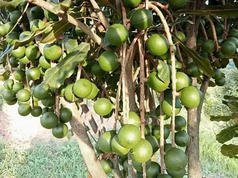 Nông thôn mới – OCOP: Động lực phát triển ở Đắk Tô, Quảng Ngãi