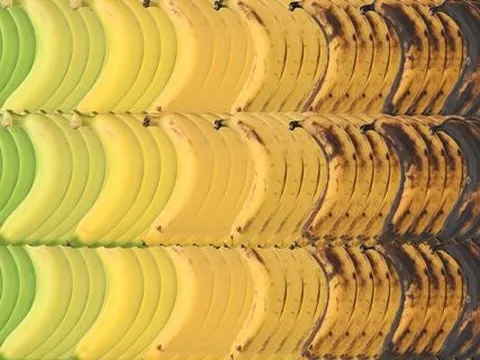 Giống chuối chỉnh sửa gen được cấp phép tại Nhật Bản và Brazil