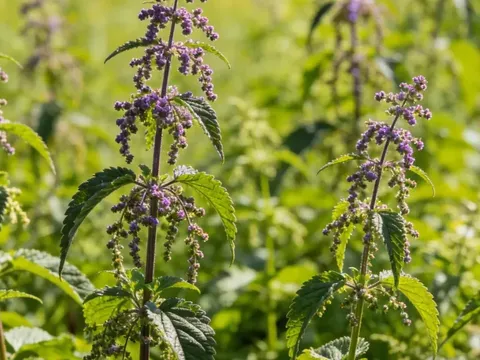 Giải mã bản đồ di truyền cây tía tô: Rút ngắn một nửa thời gian chọn tạo giống mới