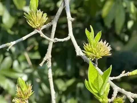 Cây đỗ trọng: Từ tài nguyên thô đến sản phẩm chiếm lĩnh thị trường cao cấp toàn cầu