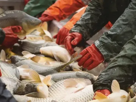 FAO: Tỷ lệ gian lận hải sản toàn cầu có thể lên tới 20%