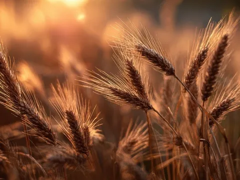 Lúa mì cổ đại từng là 'chiến binh' thực thụ trên những cánh đồng