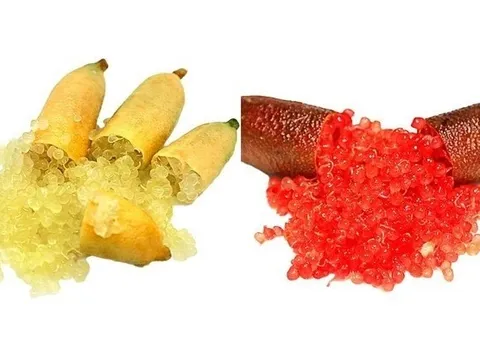 Chanh ngón tay Australia: Sản vật cổ xưa khẳng định vị thế nông sản cao cấp