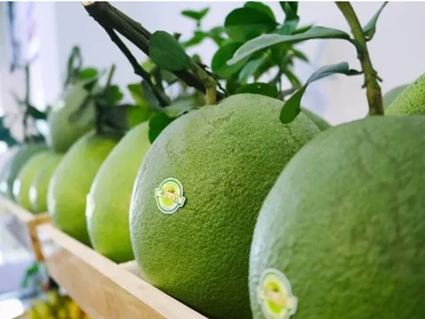 Ký kết Nghị định thư xuất khẩu bưởi, chanh sang Trung Quốc: Cơ hội và yêu cầu cho sản xuất theo tiêu chuẩn quốc tế