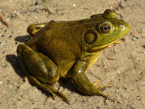 Ngành thương mại thịt ếch 'tiếp tay' cho sự càn quét của loài nấm tử thần trên toàn cầu