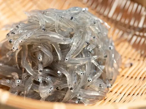 Shirasu: Thương hiệu 'cá trắng' Nhật Bản chinh phục thực khách toàn cầu