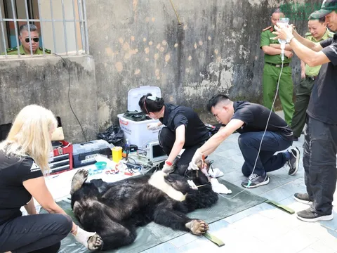 Nghệ An: Bàn giao hai cá thể gấu ngựa quý hiếm về Trung tâm Cứu hộ Gấu Việt Nam