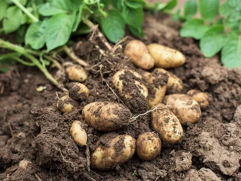 Hành trình chọn tạo những giống khoai tây ưu việt phục vụ ngành công nghiệp thực phẩm