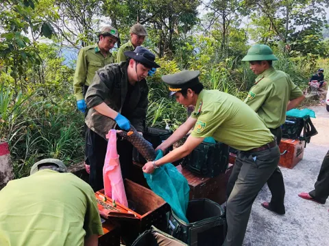 Thả 9 cá thể tê tê Java quý hiếm về Vườn Quốc gia Bạch Mã
