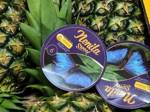 Bí quyết nâng tầm giá trị và kéo dài độ tươi cho trái dứa từ việc dưỡng đất