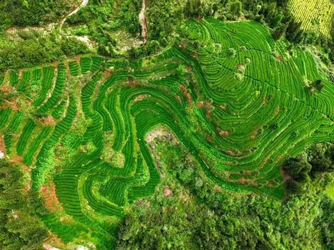 Trung Quốc chiếm lĩnh thị trường Matcha nhờ chiến lược sản xuất chuẩn hóa