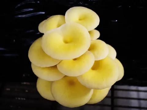 Nấm sò vàng: Từ món ngon trên bàn ăn đến 'kẻ xâm lấn' thầm lặng trong những cánh rừng