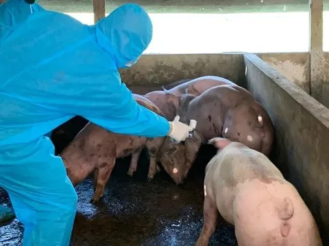 Kế hoạch quốc gia phòng, chống các bệnh Cúm gia cầm, Lở mồm long móng và Dịch tả lợn Châu Phi