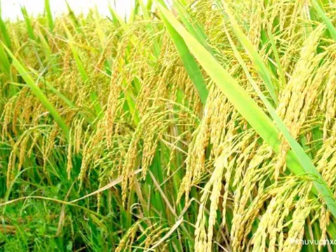 Sản xuất thử nghiệm giống lúa màu đặc sản Bát và Khẩu cẩm xẳng tại một số tỉnh Bắc Trung Bộ