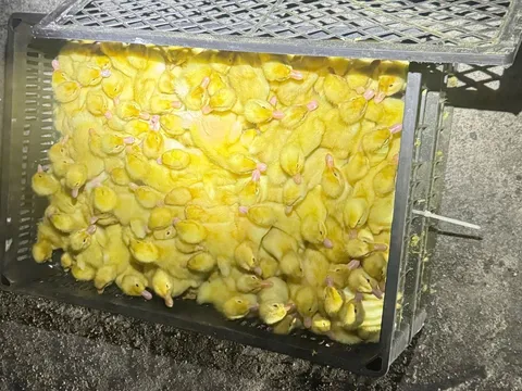 Quảng Ninh: Bắt giữ gần 8.000 gia cầm giống không rõ nguồn gốc, xuất xứ