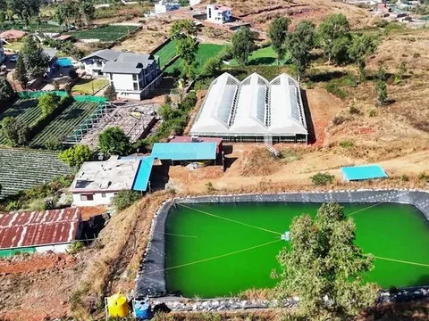 Ấn Độ: Sản xuất dâu tây thượng hạng quanh năm nhờ kỹ thuật canh tác chính xác không dùng đất