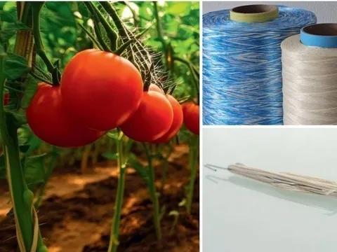 Thay dây nhựa bằng sợi sinh học từ gỗ hướng tới mục tiêu sản xuất nông sản sạch không vi nhựa