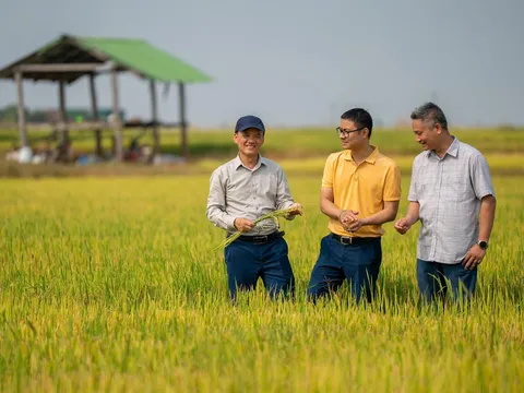 Chủ tịch Phan Gia Vũ Đình Mười: Xây dựng chuỗi liên kết lúa gạo bền vững tại Tây Nguyên