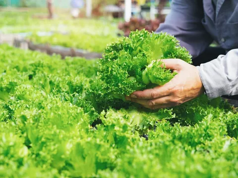 Xuất khẩu nông sản 4 tháng đầu năm 2026: Tăng trưởng vẫn chưa đồng đều