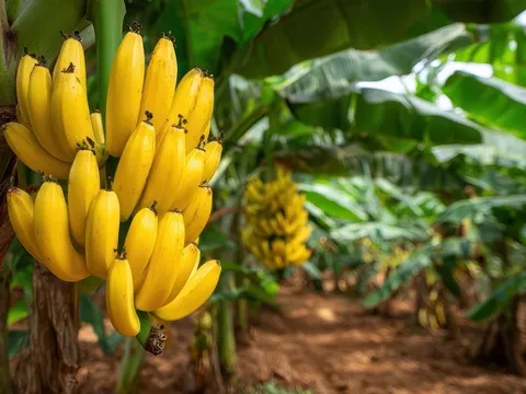 Nguy cơ suy kiệt ngành sản xuất chuối toàn cầu trước sự lây lan của nấm Fusarium Wilt TR4
