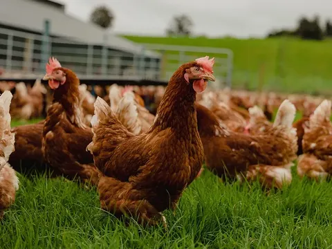 Ứng dụng trí tuệ nhân tạo giúp tối ưu hóa chi phí và quản trị trang trại chăn nuôi