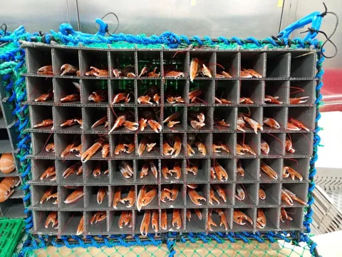 Giải pháp bảo quản hải sản thông minh cho những con tàu nhỏ