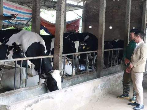 Hiệu quả kinh tế từ mô hình mới nuôi vịt, bò sữa