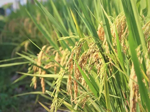 'Hộ chiếu xanh' cho hạt gạo Việt: Động lực mới của nông nghiệp phát thải thấp