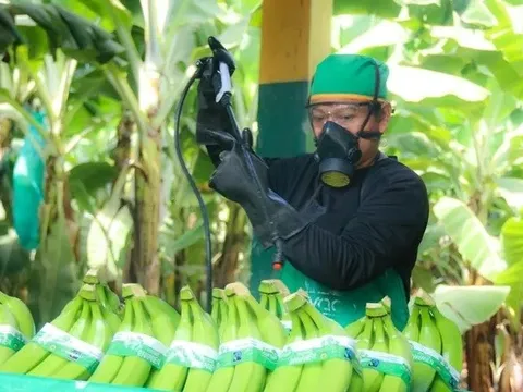Khan hiếm chuối hữu cơ toàn cầu: Thời cơ cho các nhà xuất khẩu Peru