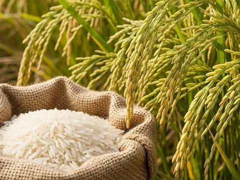 Hạt gạo Việt trên hành trình nâng tầm giá trị