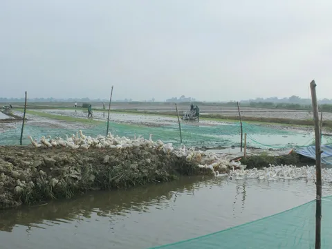 Mô hình lúa - vịt hữu cơ tại Đan Điền: Giải pháp tuần hoàn cho nông nghiệp và môi trường