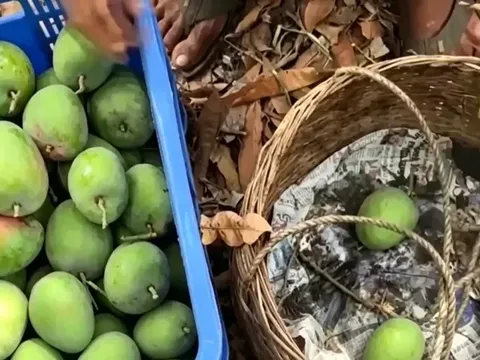 Ấn Độ: Nắng nóng kỷ lục ‘nướng chín’ xoài ngay trên cây, nông dân đối mặt vụ mùa thất bát