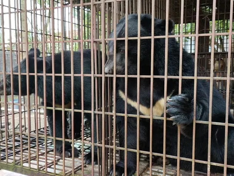 Kêu gọi đưa 68 cá thể gấu bị nuôi nhốt tại xã Phúc Thọ (Hà Nội) tới trung tâm cứu hộ