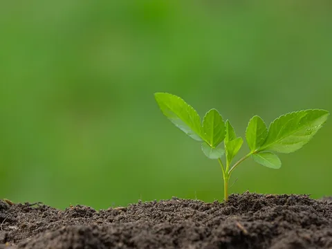 Các nhà khoa học phát hiện những ‘công tắc’ DNA cổ đại ẩn giấu trong thực vật suốt 400 triệu năm