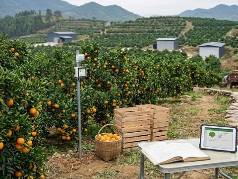 Nông nghiệp 4.0 và rào cản vô hình: Lý giải 90% 'nông dân mới' thất bại