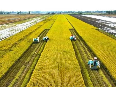 Tái cấu trúc ngành lúa gạo trong bối cảnh mới: Chuyển từ tư duy sản lượng sang phát triển chuỗi giá trị bền vững