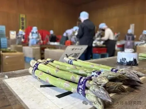 Giá tăng, nguồn cung suy giảm: Măng tây Hokkaido tìm giải pháp từ trí tuệ nhân tạo