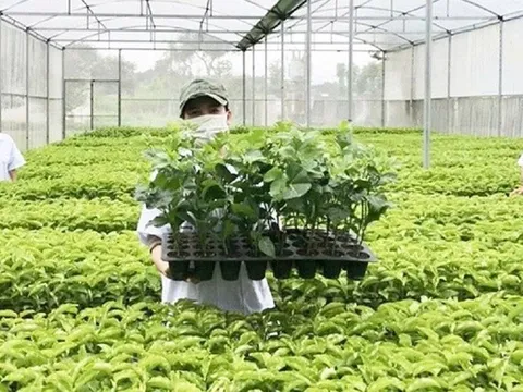 Tổ chức vi phạm về sản xuất, buôn bán giống cây trồng bị phạt đến 100 triệu đồng