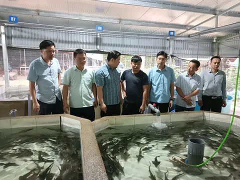 Người tiên phong ‘đánh thức’ cá tầm dưới chân núi Voi