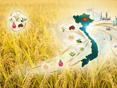 Khát vọng vươn xa của nông sản Việt: Hành trình mang tên tiêu chuẩn