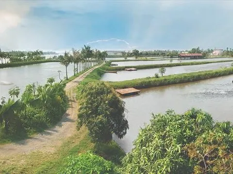 Ngành nuôi cá rô phi Việt Nam siết chặt quản lý và tiêu chuẩn an toàn