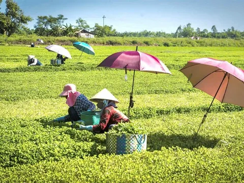 Huế từng bước hình thành nền nông nghiệp sinh thái hiện đại từ khâu sản xuất đến tiêu thụ