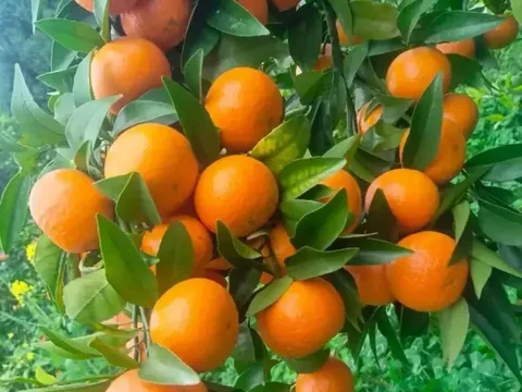 Từ công nhân đến 'siêu đại lý' nông sản: Câu chuyện về người phụ nữ bán 50 tấn trái cây mỗi ngày