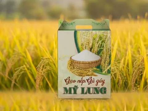 Gạo nếp Gà Gáy: Từ huyền thoại dân gian đến thương hiệu được bảo hộ quốc gia