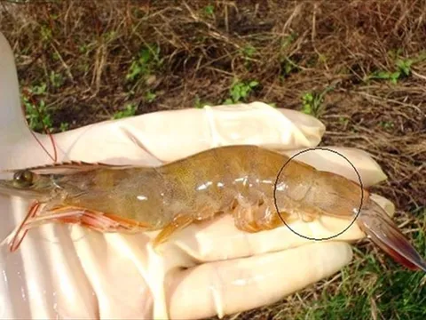 Quản lý Vibrio đúng cách để bảo vệ đàn tôm