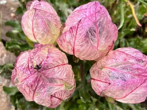 Người "vẽ" lại màu xanh cho cao nguyên: 15 năm một lòng hồi sinh cho đất