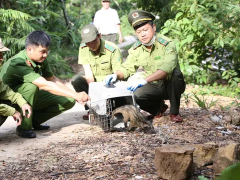 Huế tái thả 30 cá thể cầy vòi hương về môi trường tự nhiên