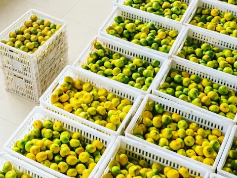 Nâng tầm chuỗi giá trị quýt đường qua chiến lược chế biến sâu