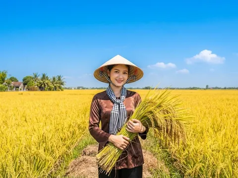 Cần Thơ đăng cai Festival Quốc tế ngành hàng Lúa gạo Việt Nam lần thứ II